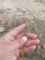 Beckmannia syzigachne