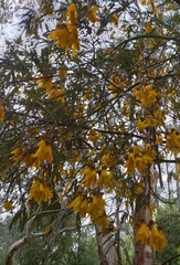 Sophora microphylla