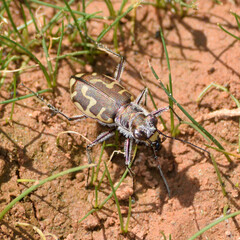 Cicindela hirticollis