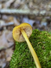 Entoloma luteum