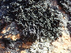 Brodoa oroarctica
