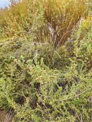 Cliffortia ruscifolia