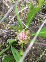 Protea acaulos