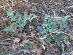 Berberis dictyota