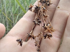 Cladium mariscus