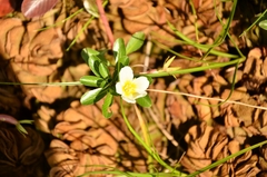 Ludwigia adscendens