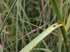 Cladium mariscus
