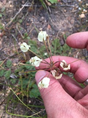 Pelargonium radulifolium