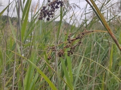 Cladium mariscus