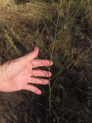 Epilobium brachycarpum