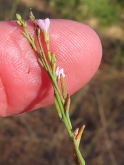 Epilobium brachycarpum