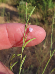 Epilobium brachycarpum