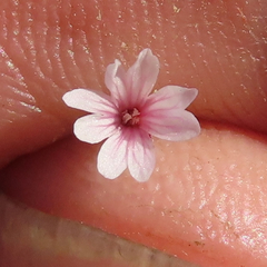 Epilobium brachycarpum