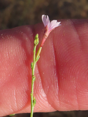 Epilobium brachycarpum