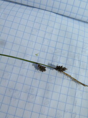 Carex globularis