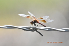 Sympetrum semicinctum
