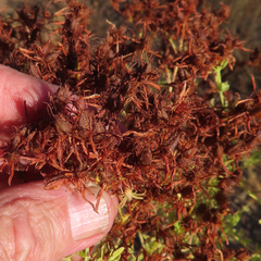 Hypericum perforatum