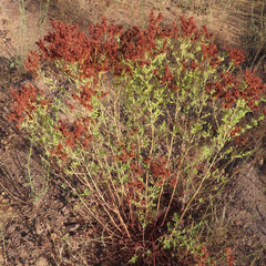 Hypericum perforatum