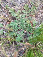 Pelargonium radulifolium