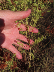 Hypericum perforatum