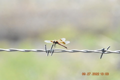 Sympetrum semicinctum