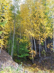 Betula platyphylla