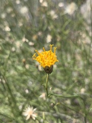 Bebbia juncea aspera