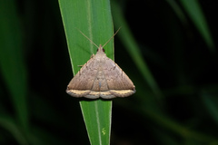 Lysimelia alstoni