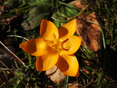 Crocus olivieri olivieri
