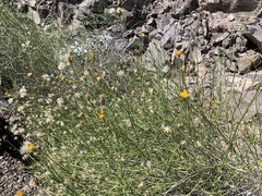 Bebbia juncea aspera