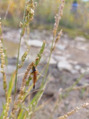 Beckmannia syzigachne