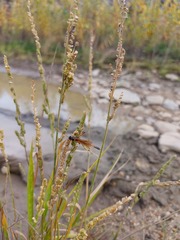 Beckmannia syzigachne