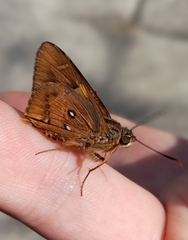 Trapezites symmomus