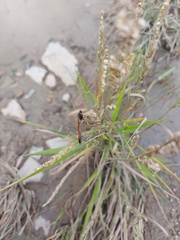 Beckmannia syzigachne