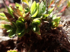 Dichanthelium isachnoides