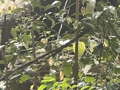 Gerygone mouki