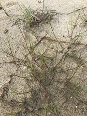Paspalum vaginatum