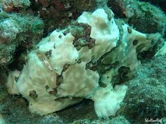 Antennarius commerson