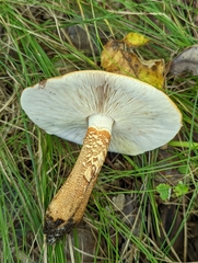 Tricholoma aurantium