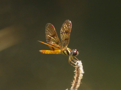 Perithemis lais