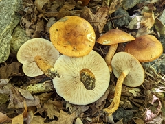 Tricholoma aurantium