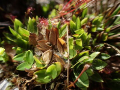 Dichanthelium isachnoides