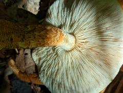 Tricholoma aurantium