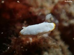 Goniobranchus verrieri