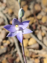 Thelymitra