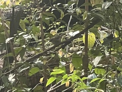Gerygone mouki