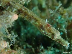 Halicampus edmondsoni