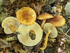 Tricholoma aurantium