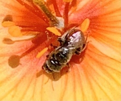 Macrotera