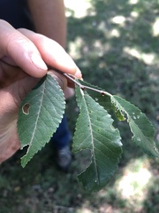 Ulmus parvifolia
